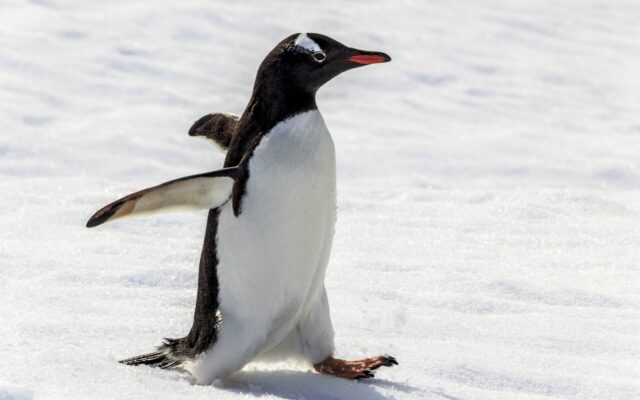 How to Walk On Ice Without Biting It: Walk Like a Penguin!