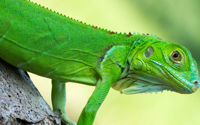 The National Weather Service Is Warning of Iguanas Falling from Trees in Florida