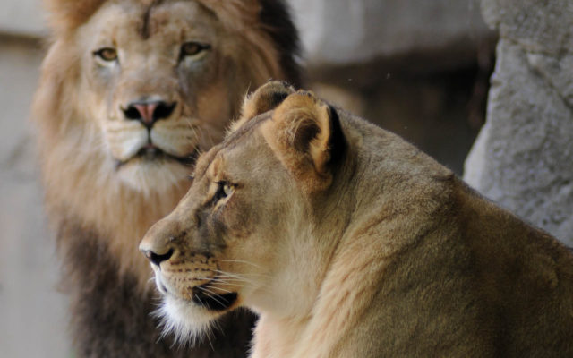 Did Brookfield Zoo’s Lioness Commit Lion Suicide?!