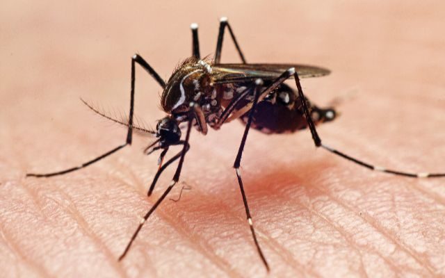 Can mosquitoes carry you-know-what?