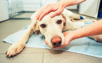 Here's How ChatGPT Saved a Dog's Life