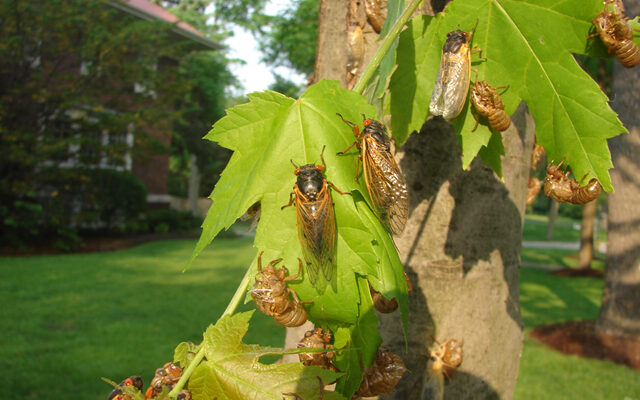 Cicadas On The Menu? No Really!!