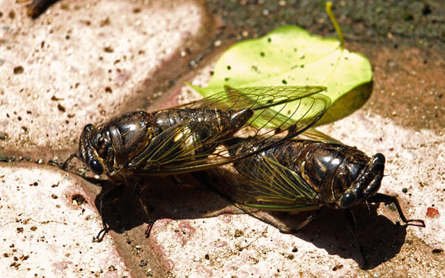 Cicadas Took On Biden’s Press Plane…and Won
