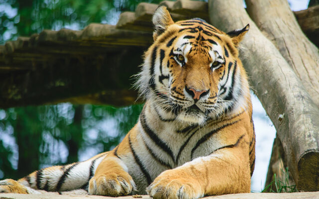 “Tiger Kings” Big Cats Seized In Neglect Raid By Feds.
