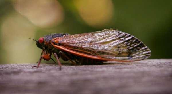 It looks like the Western Suburbs might be safe from the Brood X Cicadas