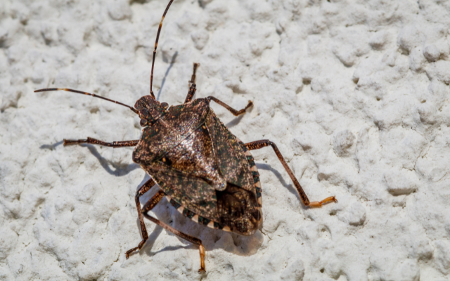 Stink Bugs are Creeping around your house.  Want to get rid of them?