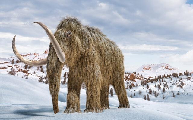 Woolly Mammoths Making A Comeback?