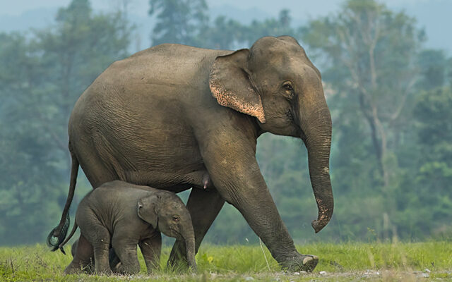 Elephants Have Evolved To Be Tuskless Because Of Poaching.