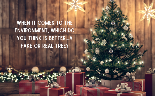 A Real or Fake Christmas Tree? Read before you decide.