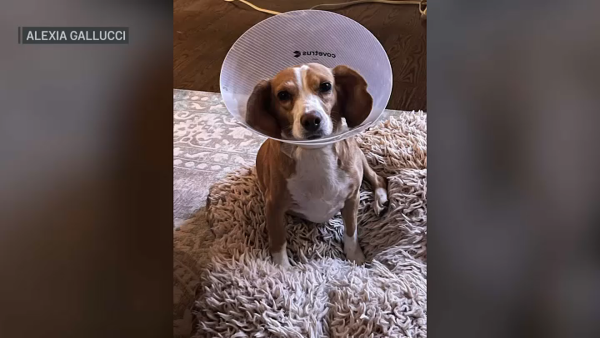 Family’s Dog Attacked by Coyote in Naperville Backyard