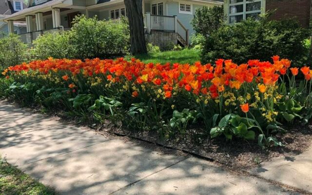 Naperville Giving Away Free Tulips This Friday!