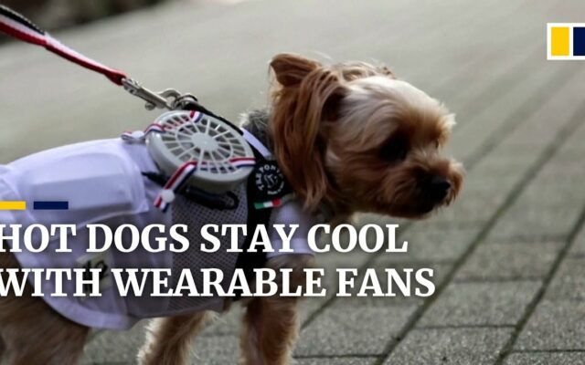It’s So Hot, People Are Strapping Portable Fans to Their Cats and Dogs!
