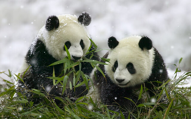 Panda’s Struggle For Survival Amid Climate Change & Loss of Habitat.
