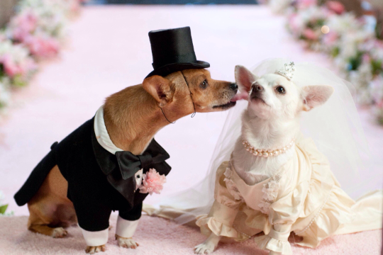 Help Save Lives at The World’s largest Dog Wedding