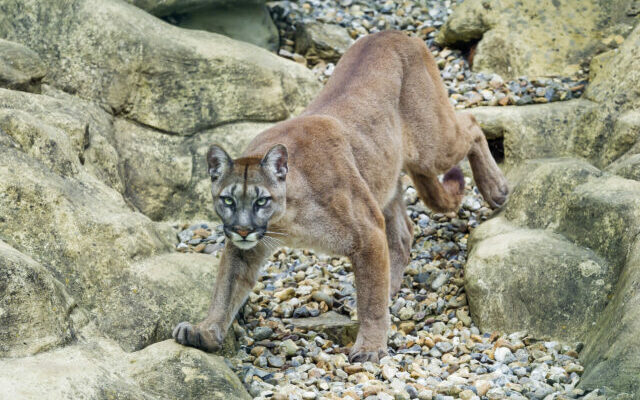 Phillips Park Zoo Mourns Loss of Tonka the Cougar