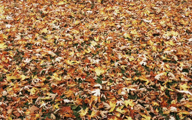 Don’t Rake Up Your Leaves, Let Em Lay.