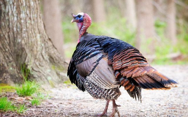 How Did The Turkey Pardon Get Started?