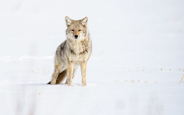 Tips to keep Pets Safe During Coyote Mating Season