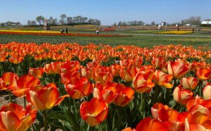 Midwest Tulip Fest Now Open at Kuiper's Family Farm!