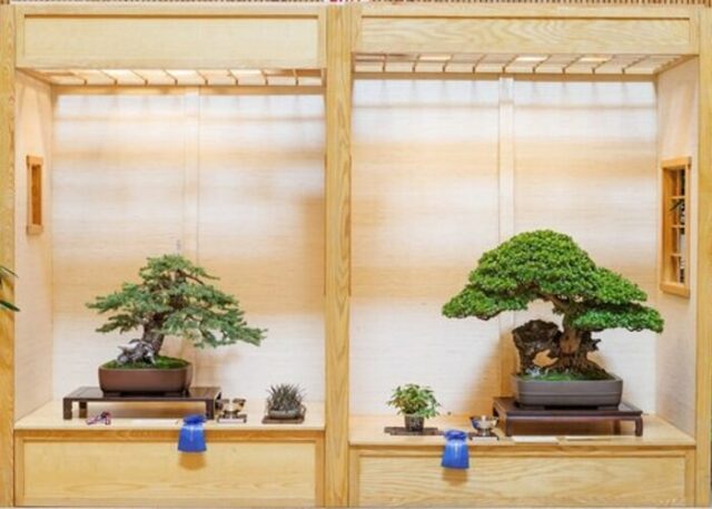 <h1 class="tribe-events-single-event-title">Midwest Bonsai Society August Exhibition</h1>